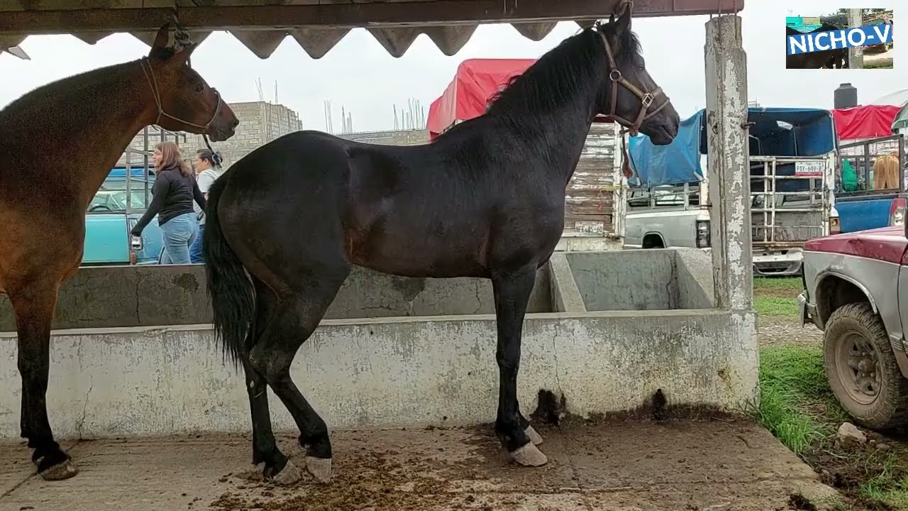 IMPRESIONANTES POTROS Y CABALLOS DEL RANCHO LAS TABLAS,RAZAS Y PRECIOS.