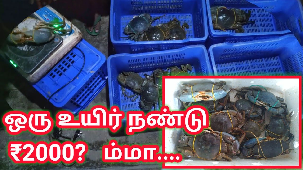 ஏற்றுமதிக்காக களி நண்டை ரகம் பிரிக்கும் காட்சி | Grading and packing of mud crabs for export