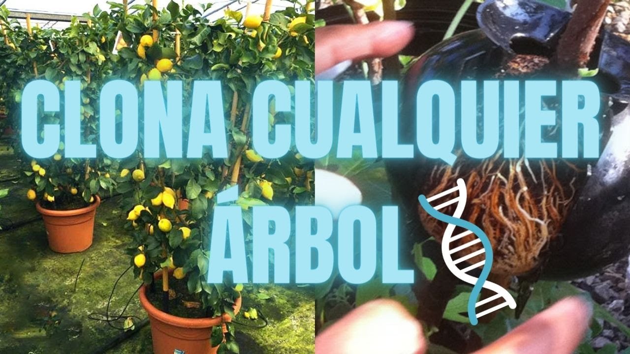 🧬COMO CLONAR ÁRBOLES FRUTALES👬🏻🌳. ¡Técnica del acodo aéreo!😱 👉🏼¡¡TE VA A SORPRENDER!!😲