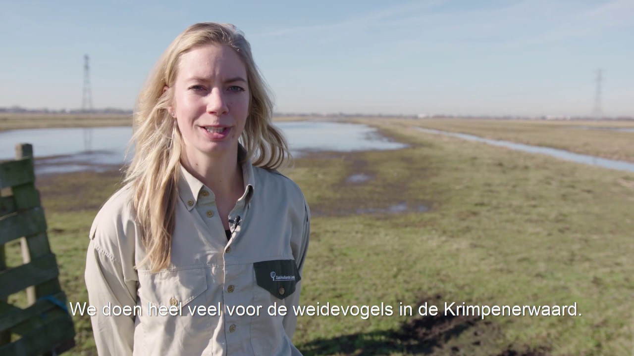 Dit doet het Zuid-Hollands Landschap voor weidevogels in de Krimpenerwaard