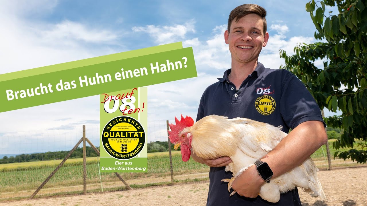 Braucht das Legehuhn einen Hahn?