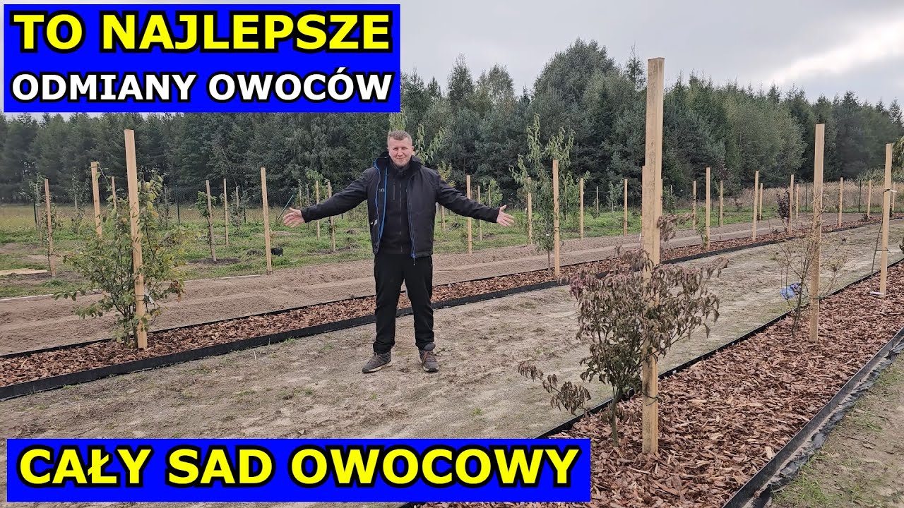 To Najlepsze Odmiany Borówki, Maliny, Jabłoni, Gruszy, Truskawek, Czereśni Drzew Owocowych i Krzewów