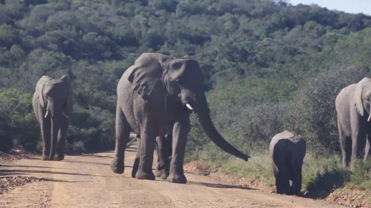 Elephant Herds of Shamwari Private Game Reserve: A Majestic Encounter