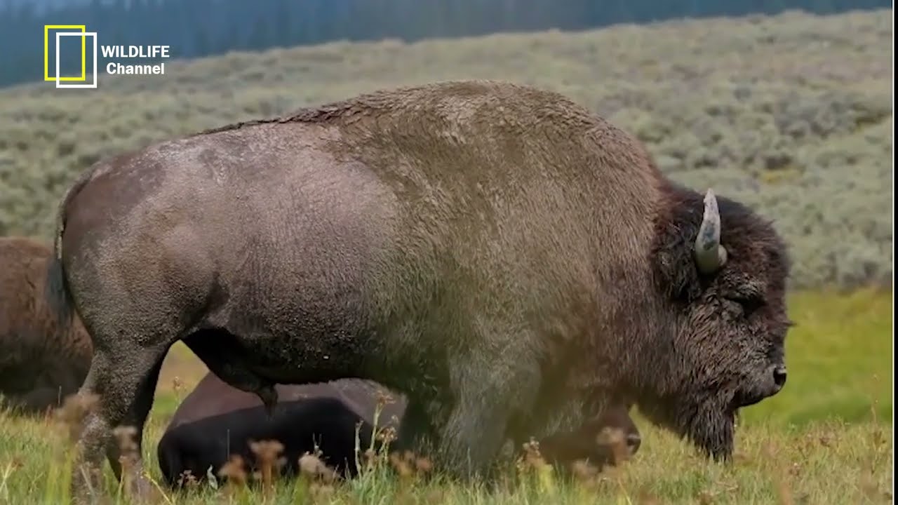 Bison documentary - Roaming Giants - Exploring the Majestic Life of Bison in the Wild - wildlife