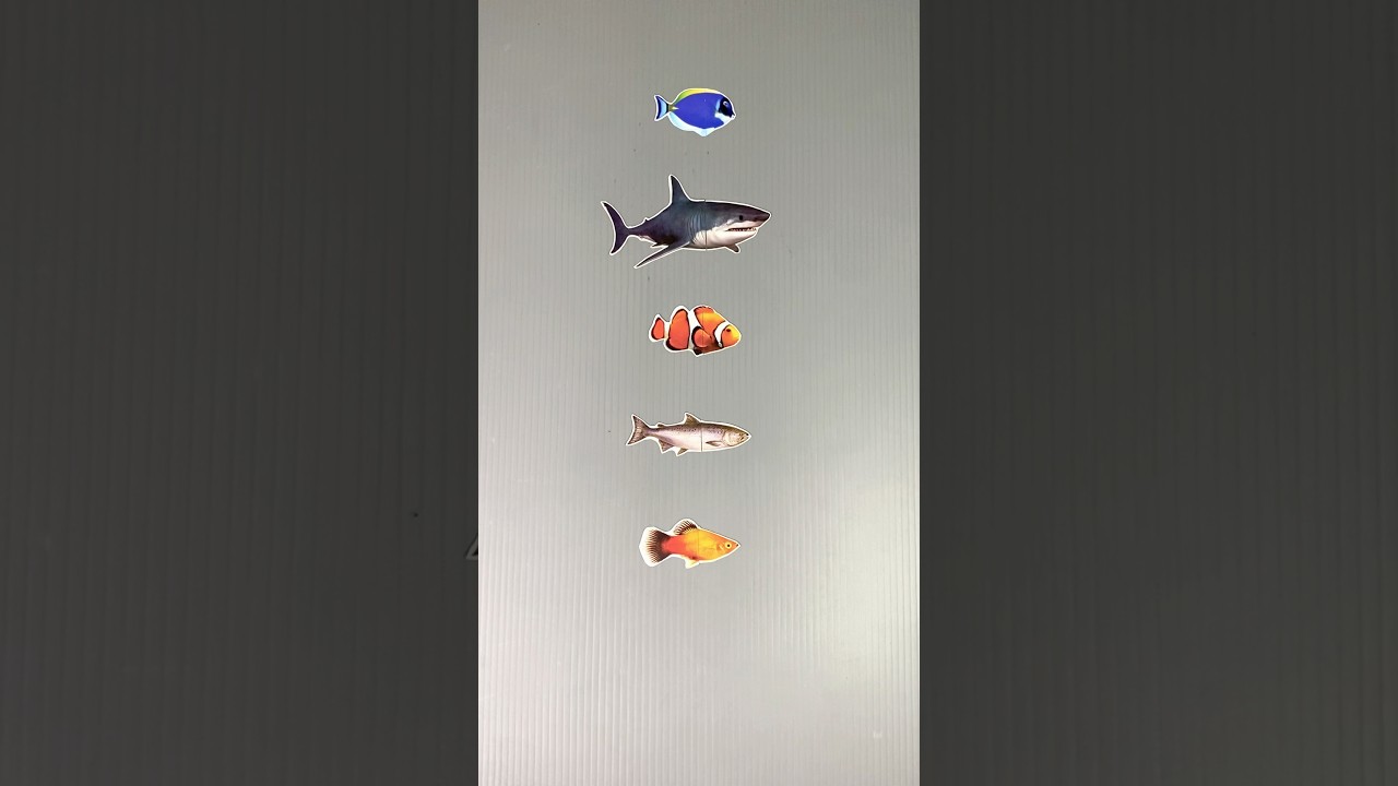 blue tank fish, shark, clown fish, salmon, ornamental fish