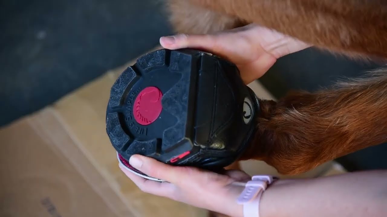 How to Test the Fit of Your Cavallo Horse Hoof Boots!