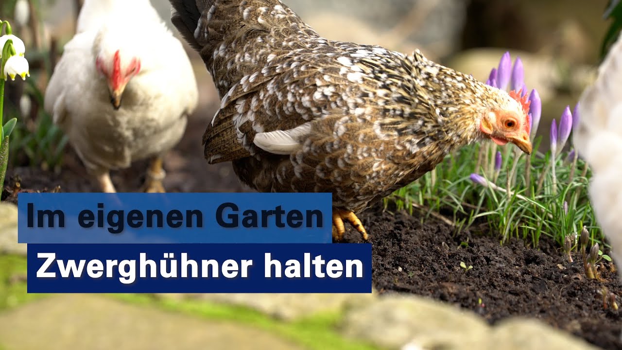 Erfahrungsbericht: Zwergh&uuml;hner im eigenen Garten halten