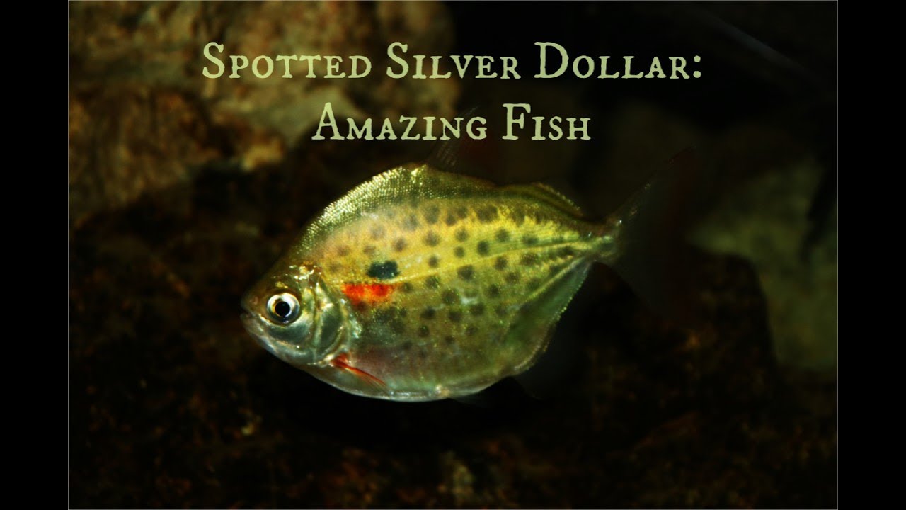 Spotted Silver Dollar: Amazing Fish