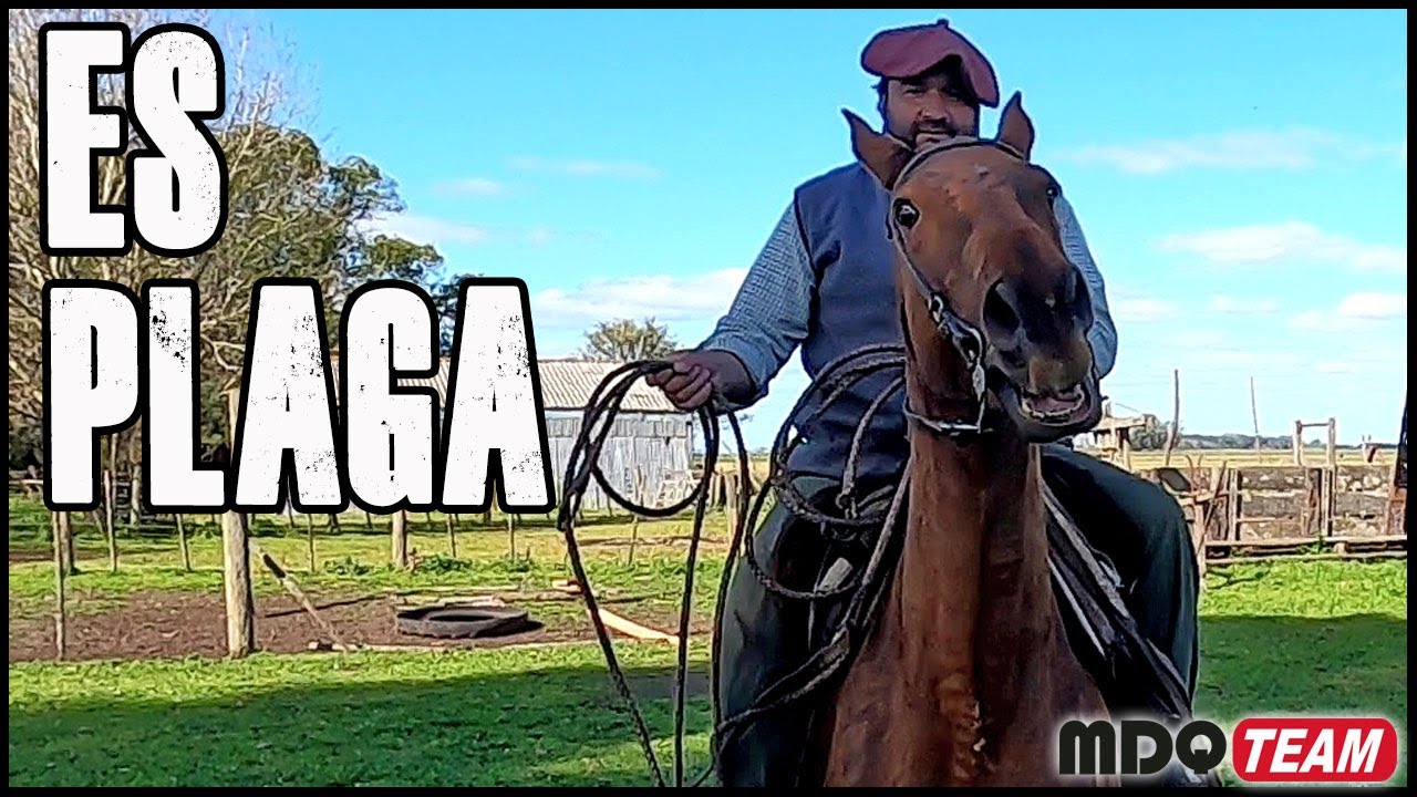 Un CABALLO PLAGA