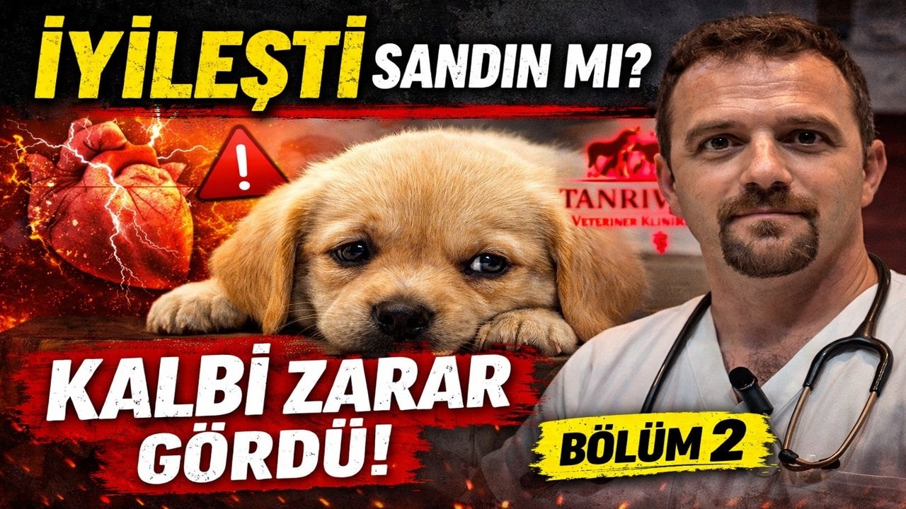 Yavru Köpekte İlk 7 Gün Neden Hayati? (Veteriner Anlatıyor) | Bölüm 2