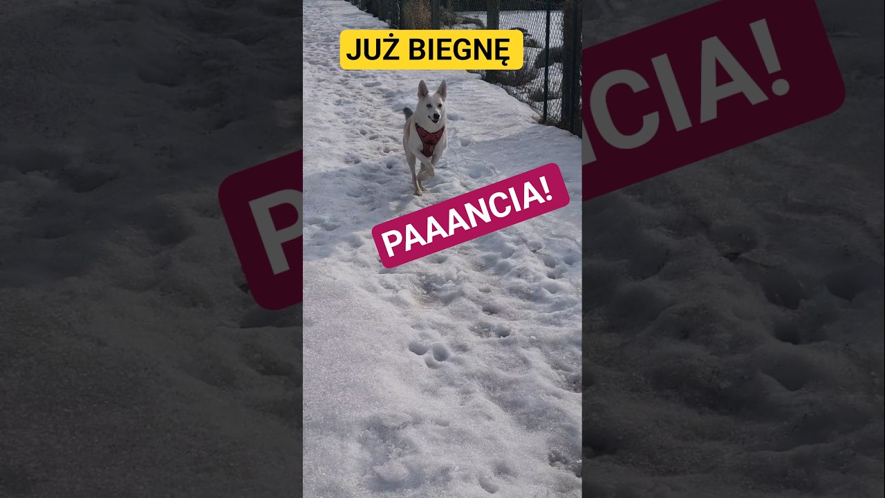 TO PSISKO KOCHANE! #piesmilka #milka #pies #pupil #adopcjapsa #psy #kochampsy