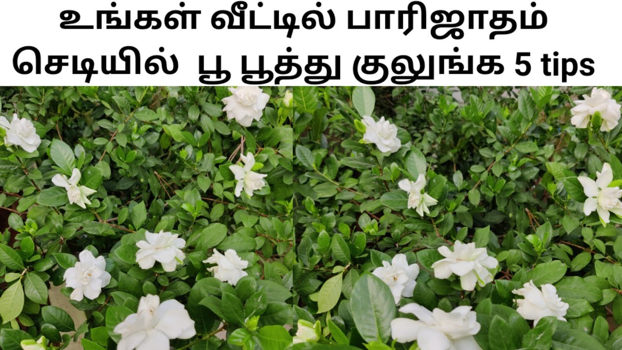 உங்கள் வீட்டில் பாரிஜாதம்  செடியில் பூ பூத்து குலுங்கeasy tips|How to grow parijatham plant at home