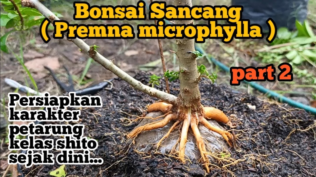 Bonsai Sancang ( Premna microphylla ) Persiapkan karakter petarung kelas shito sejak dini !!! Part 2