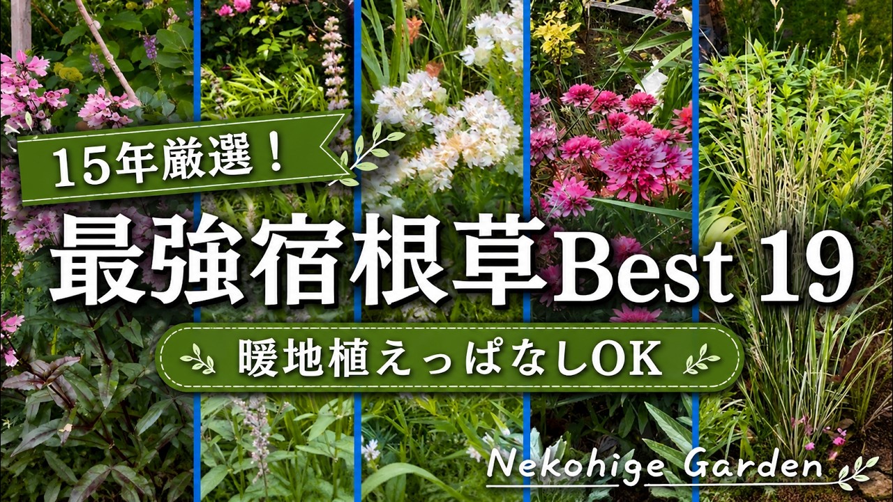 【庭作り15年／2026年宿根草決定版！ベスト19】コレ植えとけば間違いない！今心からおススメする宿根草のみ厳選／暖地植えっぱなしOK／日向～グラス～シェードガーデン向き宿根草