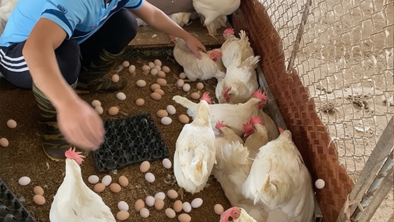 So Many Eggs on the Ground! Collecting Fresh Eggs in the Chicken Coop | Chicken Farm Life.