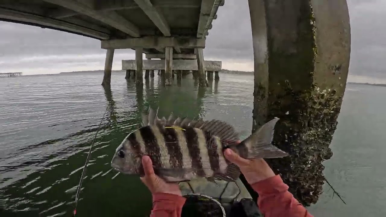 Ловля рыбы Sheepshead с моста и многое другое!