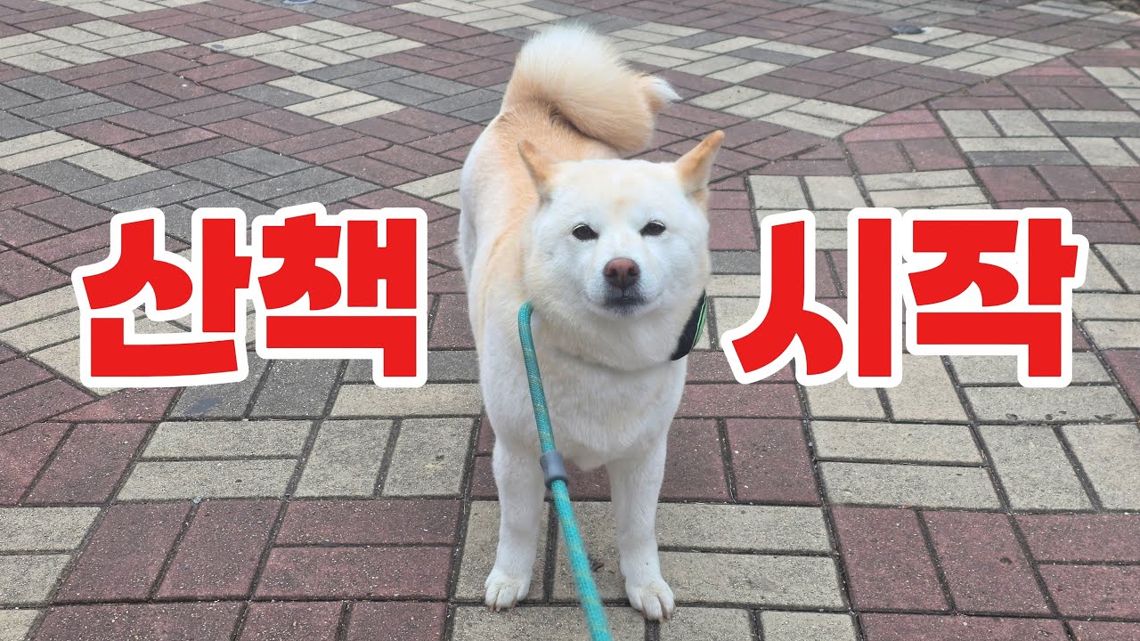 산책 싫어하는 강아지랑 바닷가 산책🐶
