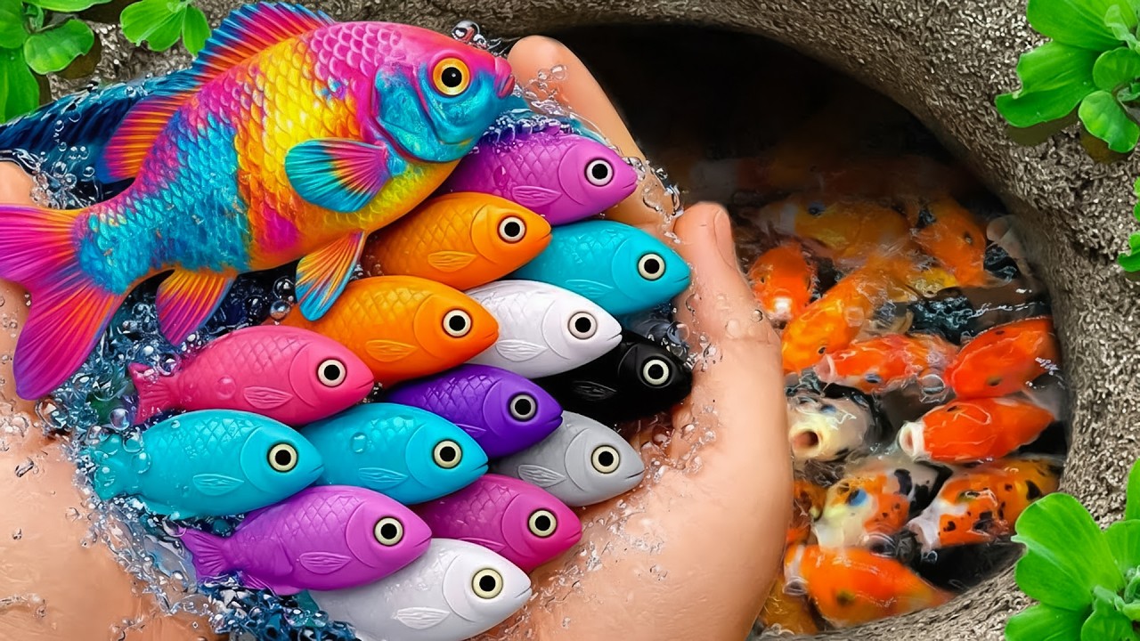 Catch Beautiful Aquarium Fish in Giant Colorful Egg, Baby Turtle, Tetra, Pencil Fish, Eel, Carp, Koi