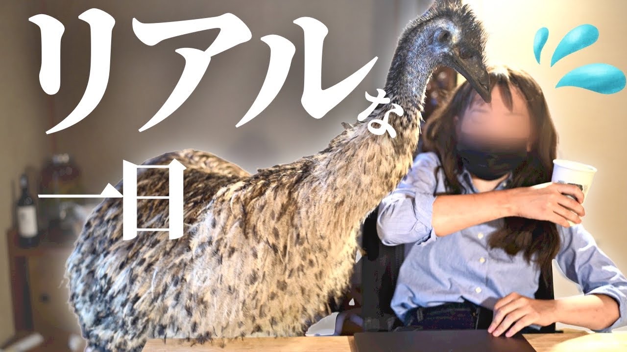 エミューを室内飼いするOLの在宅勤務ルーティンが壮絶でした