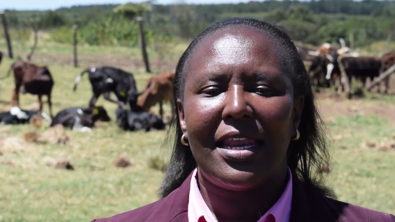 Kenya Nyandarua County Calf Rearing