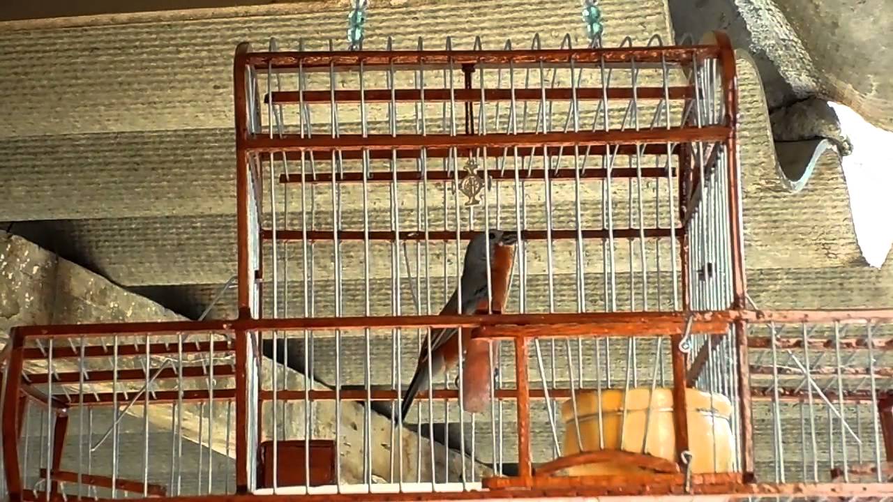 ROSITA,MERIÑO,CABOCLINHO,PARAGUAYITO EL MIURA