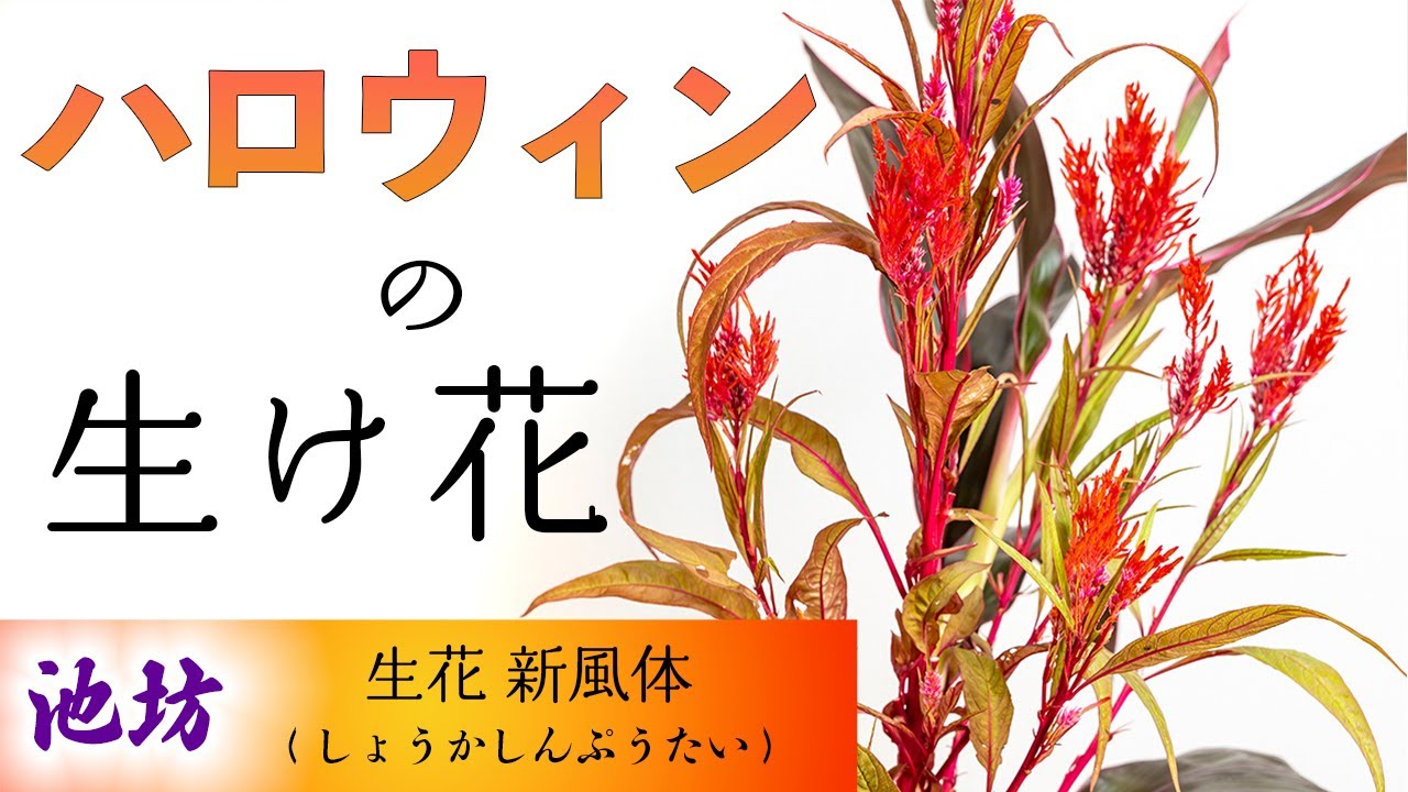 ハロウィンの生け花、池坊 生花新風体│ケイトウ、ドラセナ、リンドウ。【行事の花】