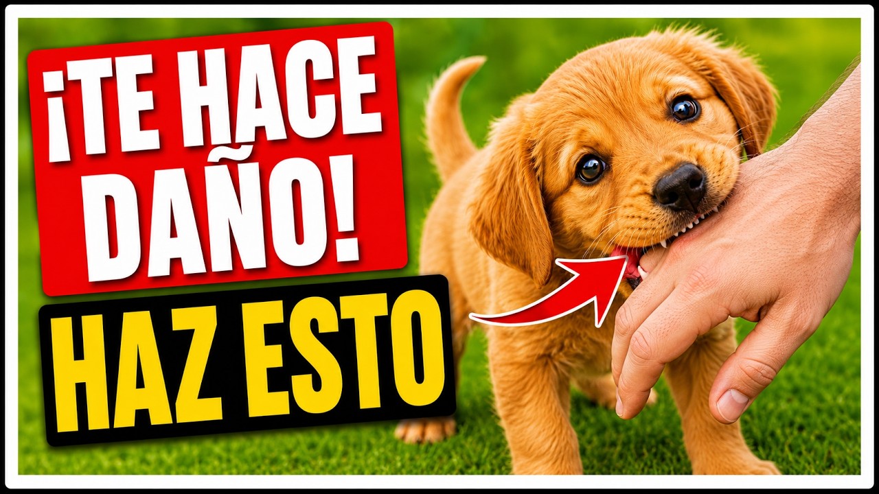 🔺Como ENSEÑAR a un CACHORRO a NO MORDER✔️ - Mi CACHORRO me MUERDE 🐶 😍