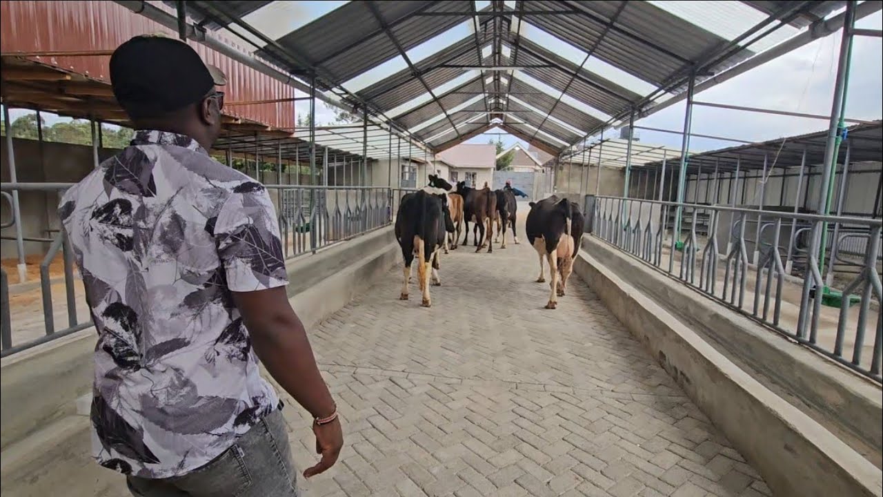 Delivering first bunch of incalf heifers to Narumoro 5 Freahians and 2 jerseys 