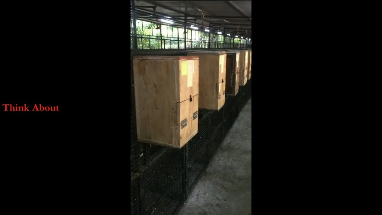 Professional breeding setup for conure parrots