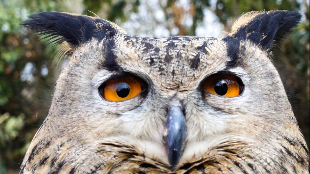 Happisburgh Owls Documentary // BBC Voices
