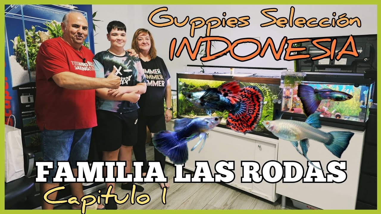 PECES GUPPYS DE SELECCIÓN  | Familia Las RODAS