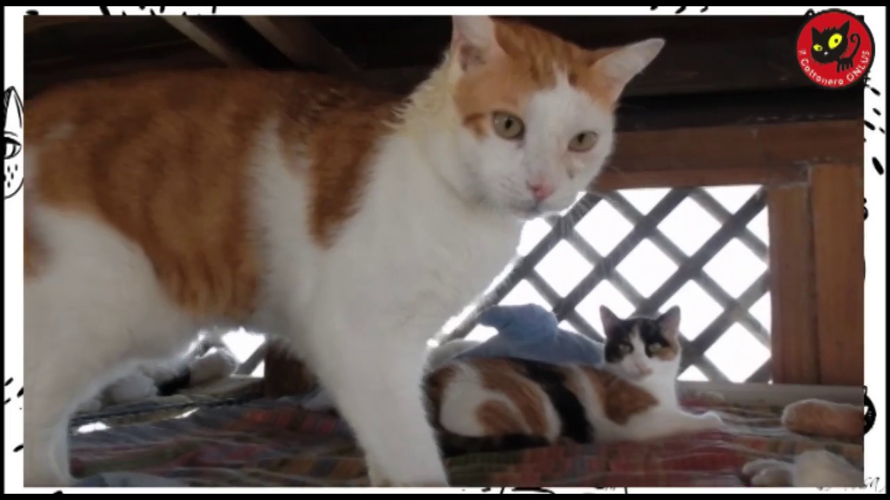 Il Gatto Nero ODV di Reggio Calabria: un giorno con Daniela Gironda