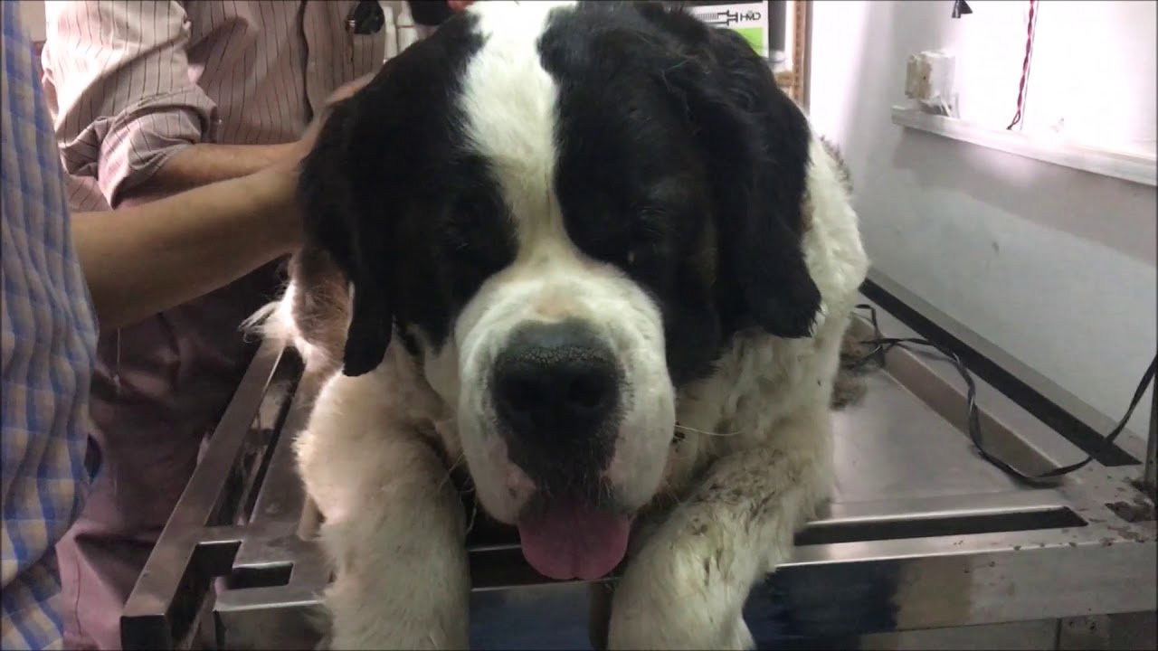 ST. BERNARD COAT SHAVE | THEASA  update | Wildly Indian