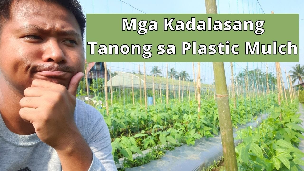Mga Kadalasang Tanong sa Plastic Mulch