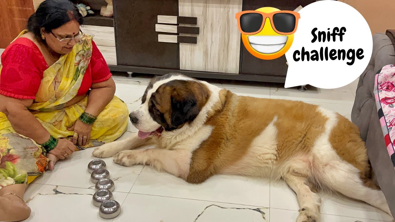 Tyzuu’s intelligence game aka sniff challenge 🐶❤️