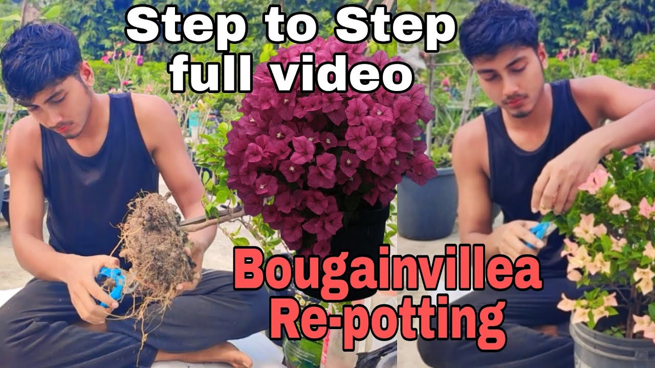 Bougainvillea Re-potting for Winter Blooming/ Bougainvillea flowers Secret / Bougainvillea Care tips
