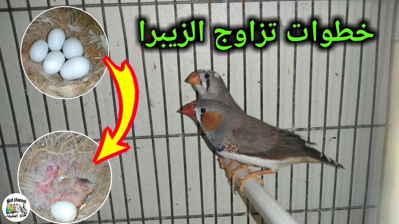 خطوات ومراحل تزاوج الزيبرا من البداية إلى غاية التفريخ والإنتاج/ معلومات ونصائح مهمة