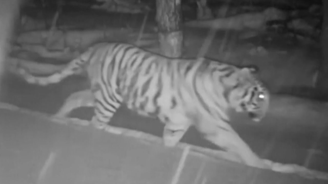 Rare Wild Tiger Spotted Walking in the Woods With Cubs