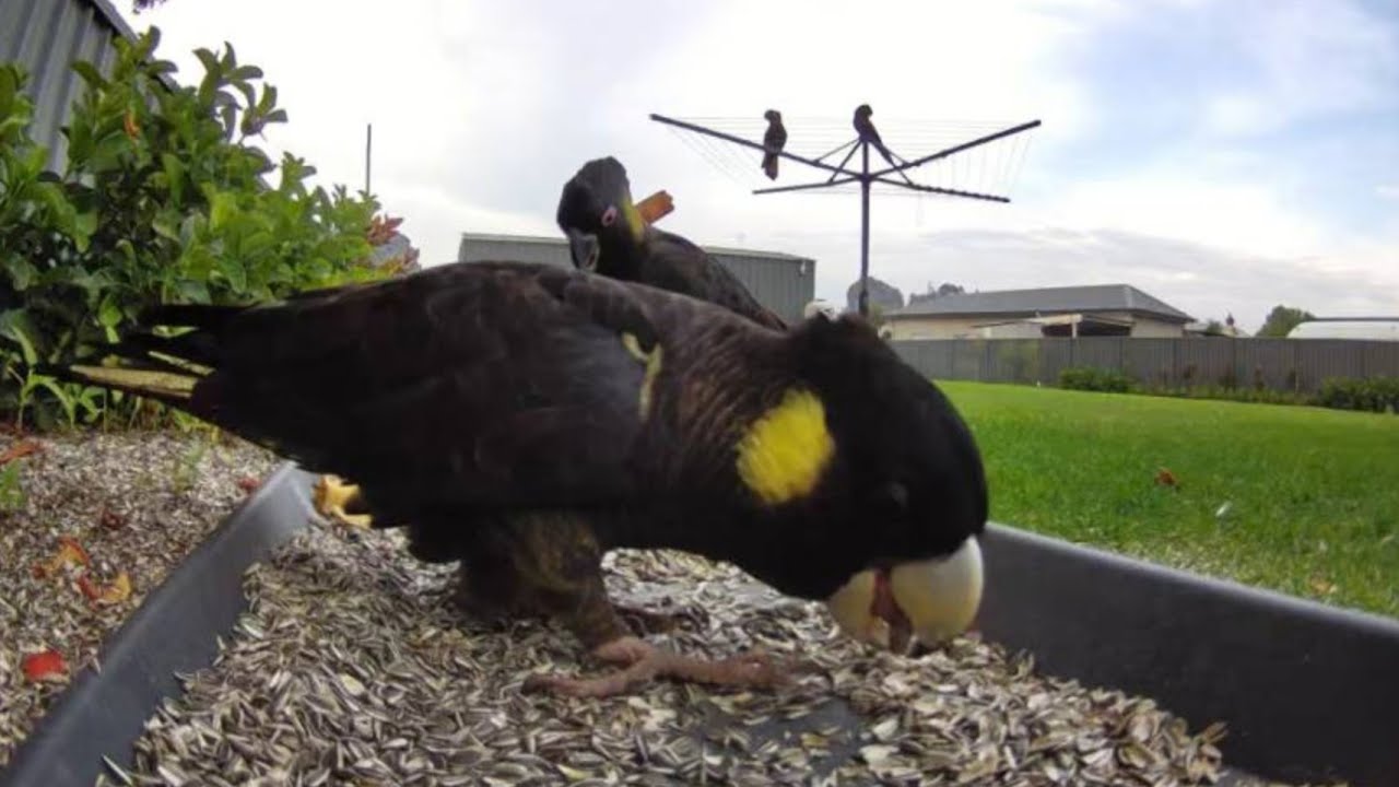 Australian Bird Feeder cam | 1/2/26  | yellow tail black cockatoos | pied currawong | lorikeets |