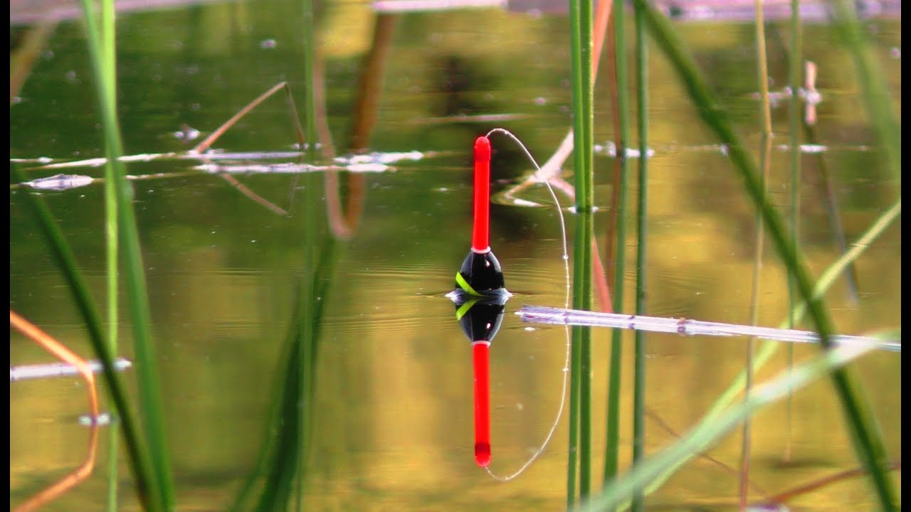🐟ЗА ДВІ ГОДИНИ, ВІДРО 🎣  ЛИН 🐟 КАРАСЬ  Рибалка на поплавок.