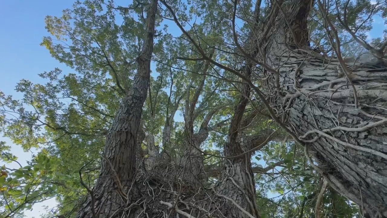 Residents calling to protect Atlanta's largest white oak