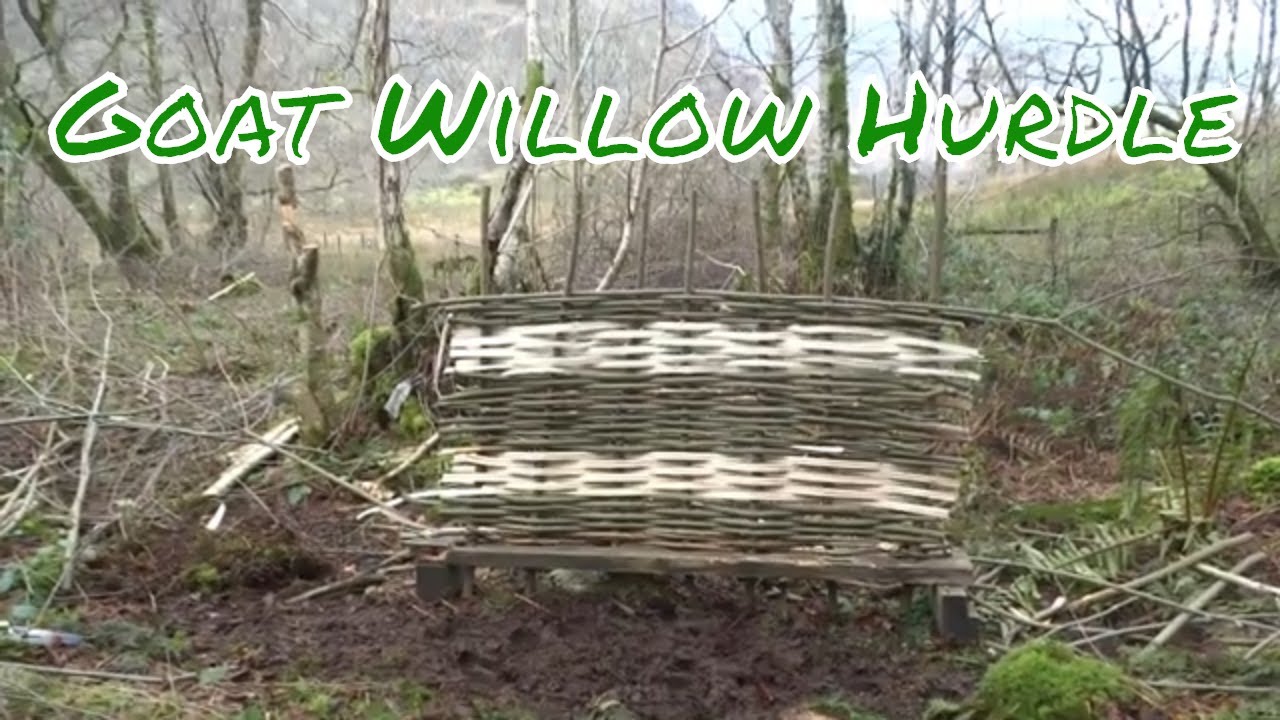 Goat willow hurdles in the coppice