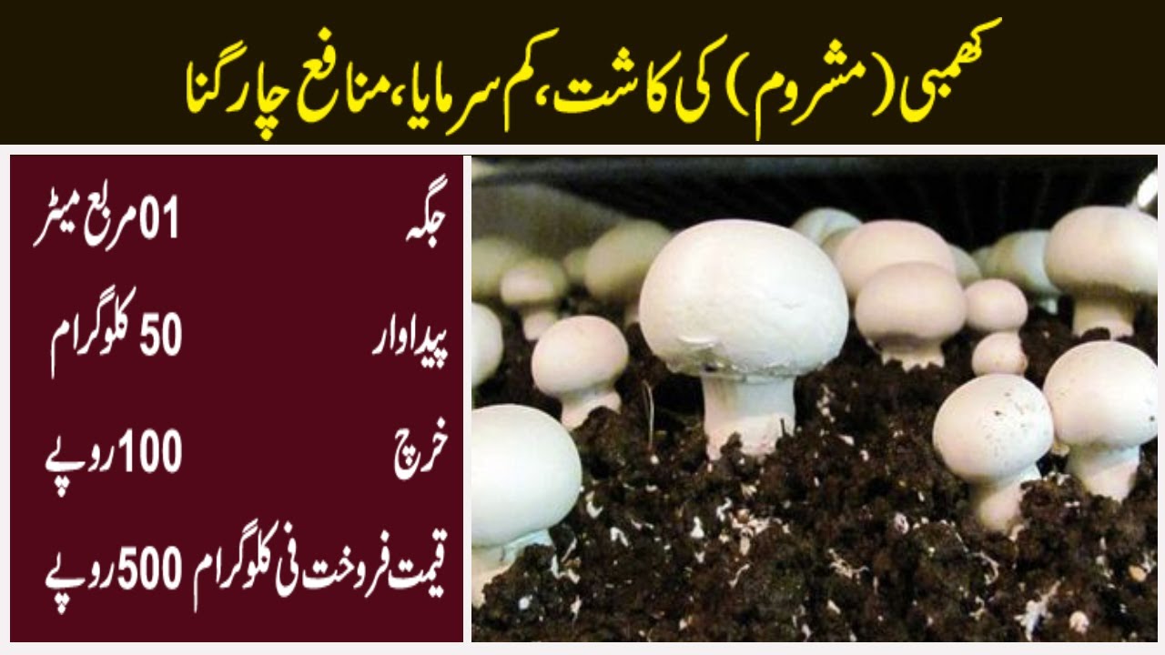 Mushroom Farming in Pakistan | Mushroom in Pakistan | Mushroom Business in Pakistan || Qasim Malik