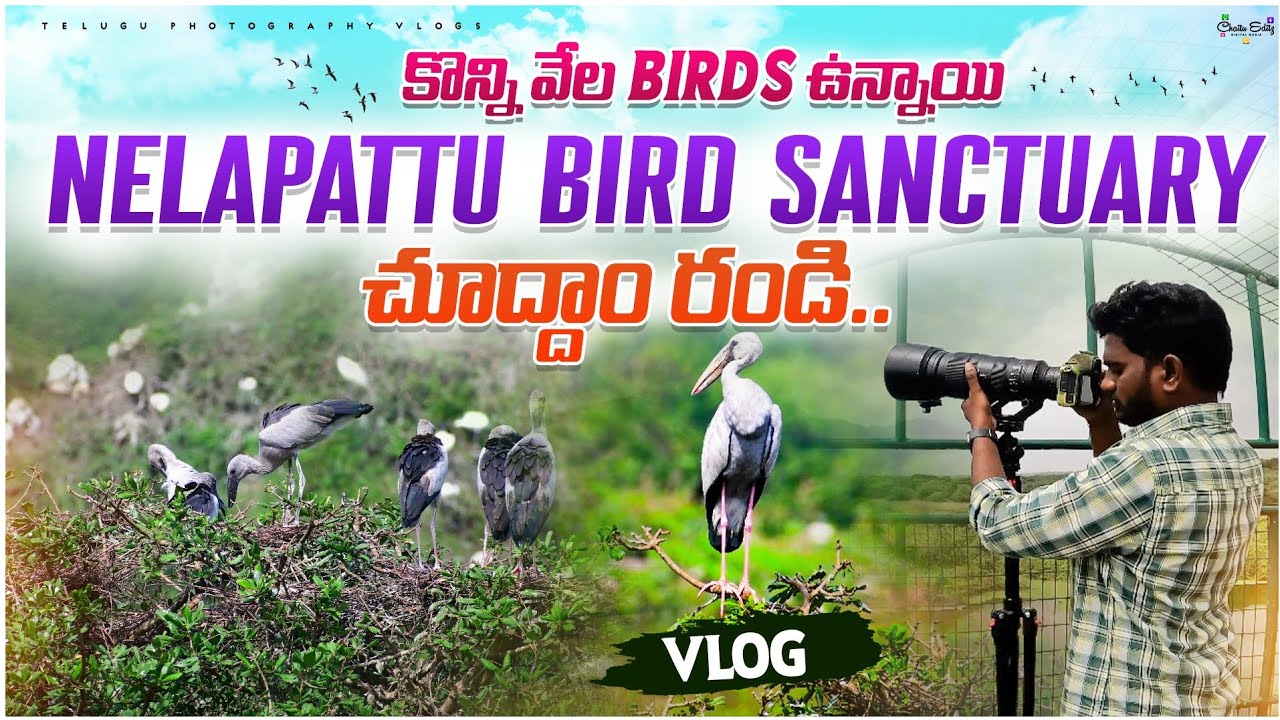 నేలపట్టు పక్షులు చుద్దం రండి | Nelapattu bird sanctuary | Telugu photography vlogs #viewfindersnap