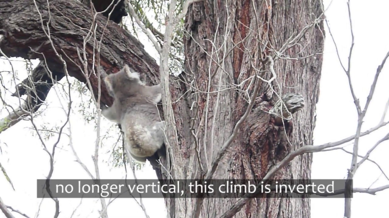 Incredible koala climbing vertical and inverted