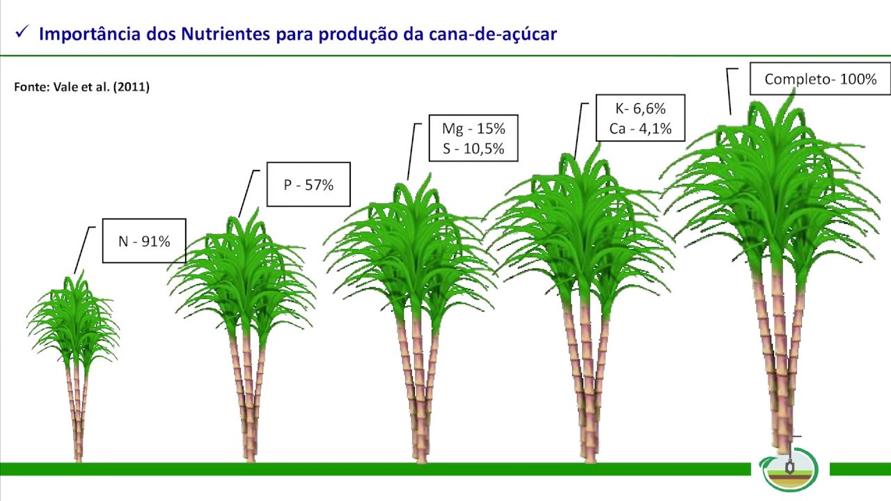 Exigências e Manejo Nutricional da Cana-de-açúcar Irrigada - Emídio Oliveira (Professor da UFRPE)