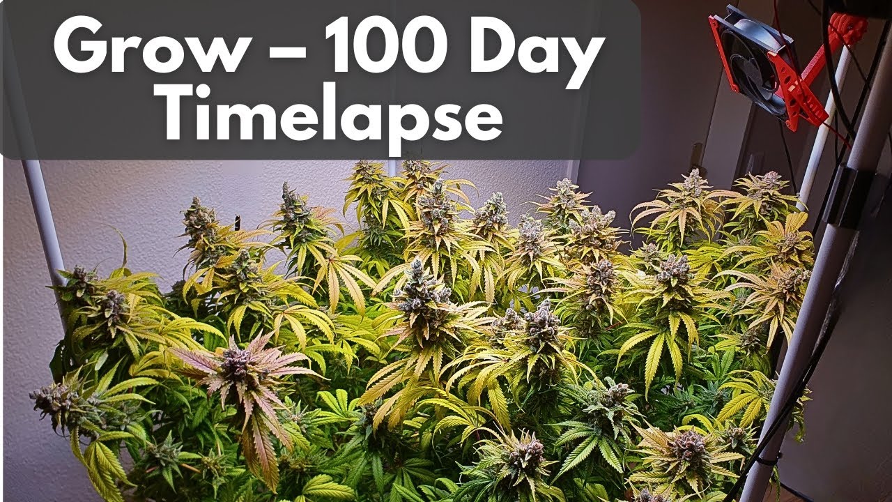 Cannabis SCROG Timelapse &ndash; 100 Days in 3 Minutes Clone to Harvest
