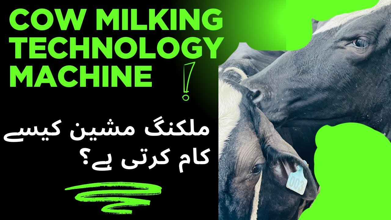Milking Machine Kaisy Kam Krti hai ? Cow a Milking Machine Work on Cow | Smart Dairy khan Milkology 