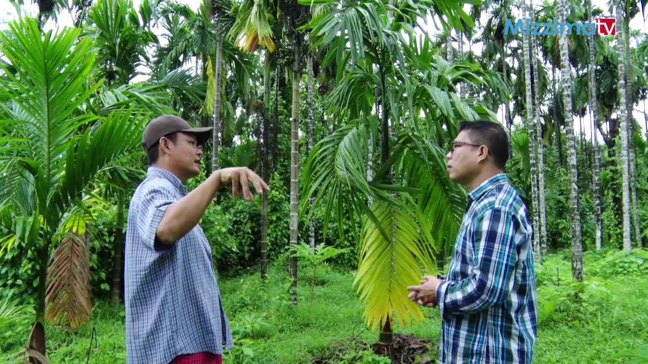 ကြမ္းသီးပင္စုိက္ပ်ဳိးေရး အပုိင္း (၃)