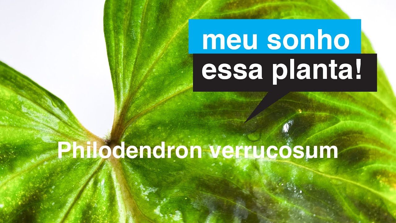 Philodendron verrucosum | Meu Sonho Essa Planta | Flay